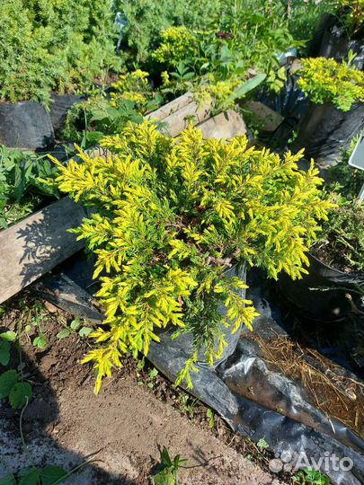 Продам можжевельник Голдшатц