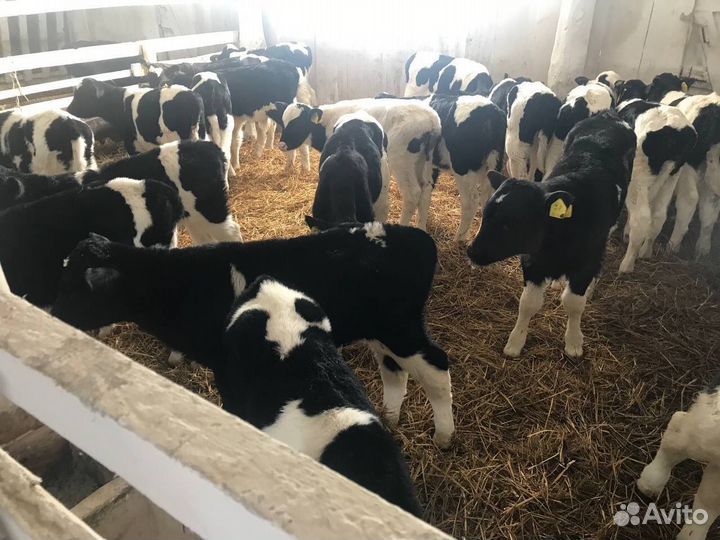 Бычки, телята, телки