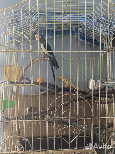 Попугай корелла