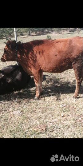 Первотёлка