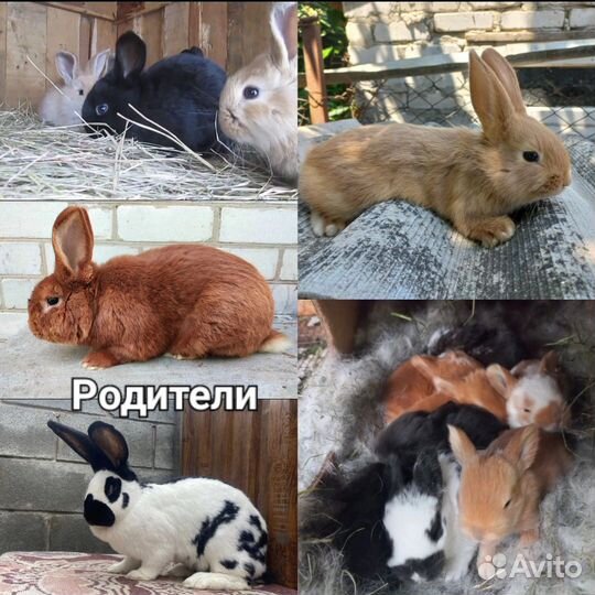 Крольчата