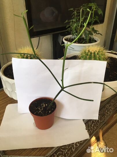 Молочай Тирукалли