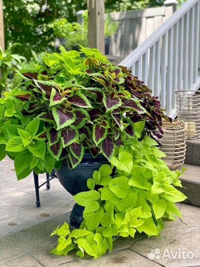 Ипомея батат черенки