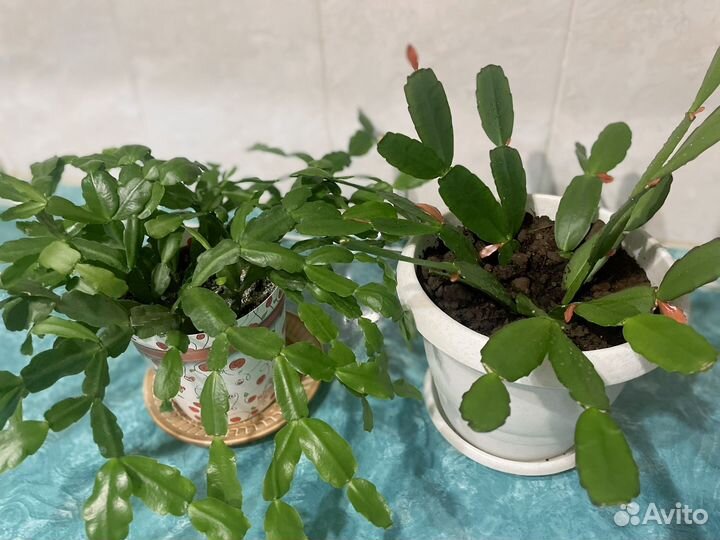 Комнатные цветы