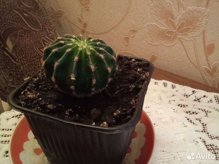 Кактусы и белый цветущий коланхое