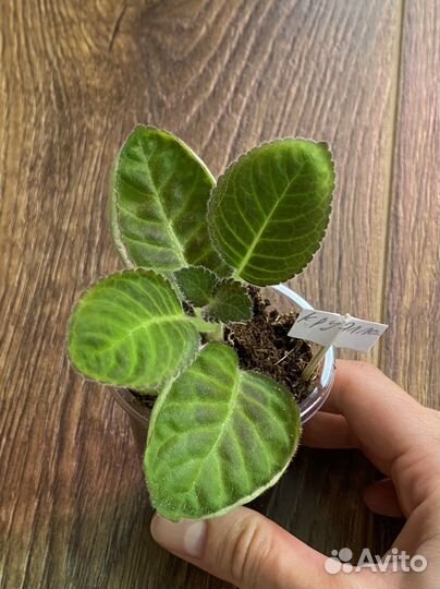 Глоксиния махровая ен Круэлла