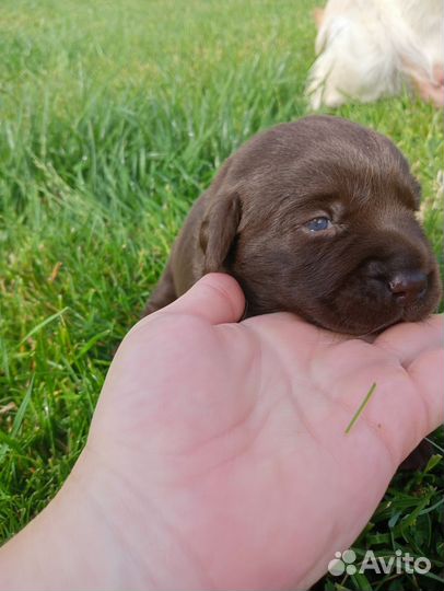Щенки лабрадора шоколадные