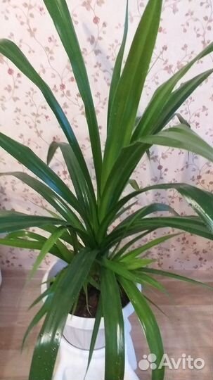 Пальма панданус