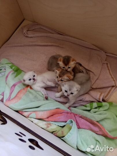 Британские котята