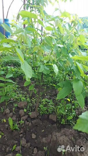 Грецкий орех саженцы 3-х летки