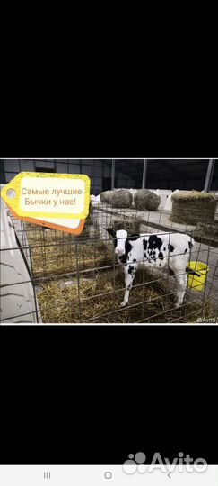 Быки и Тёлки