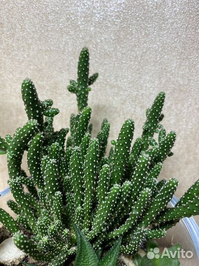 Кактусы и суккуленты