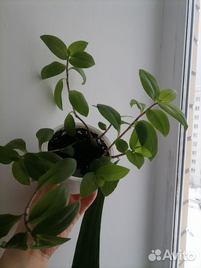 Традесканция