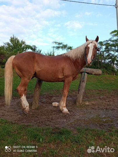 Жеребцы, жеребята