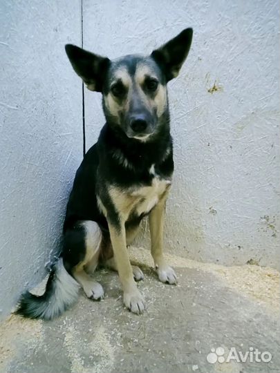 Собака метис