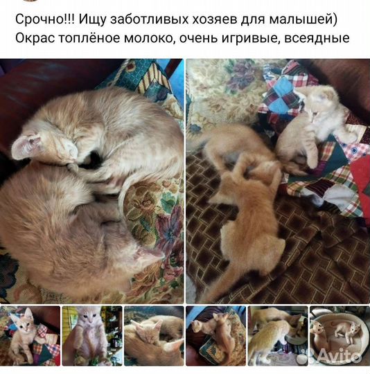 Котята в добрые руки