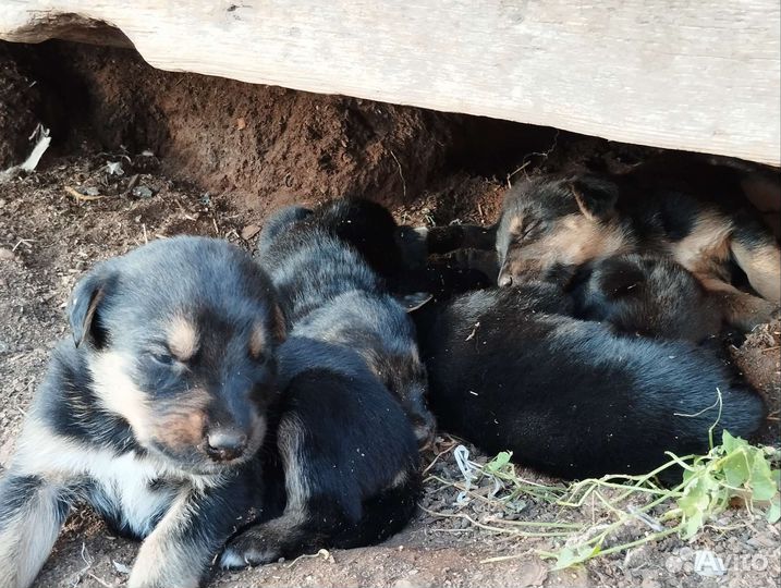 Отдам в добрые руки