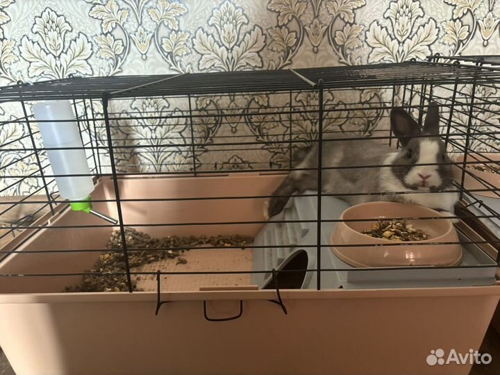 Декоративные кролики