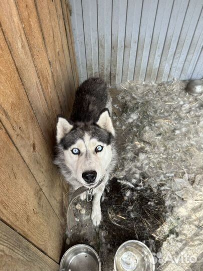 Сибирский хаски