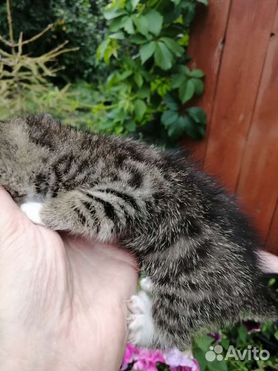 Котята