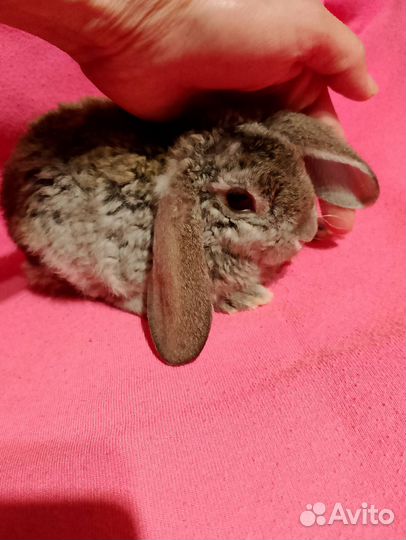Мини Крольчата