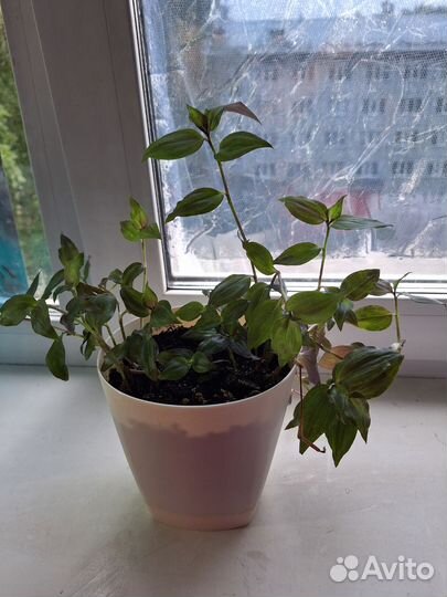 Традесканция