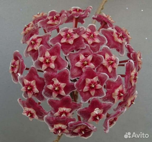 Хойя (часть 3)