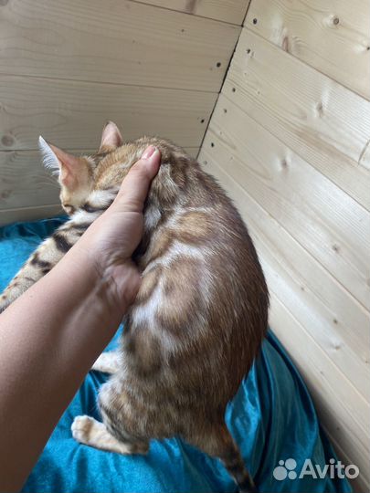 Бенгальские котята с документами