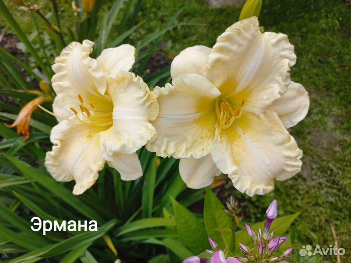 Лилейник сортовой Эрмана