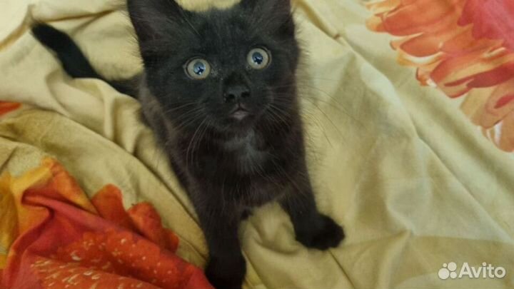 Отдам черного котенка