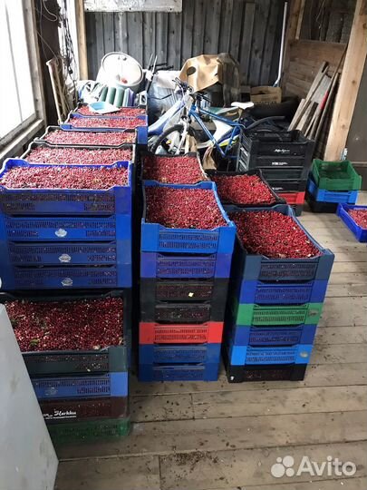 Ягоды,грибы,оптом