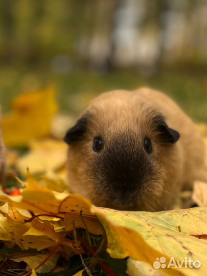 Аренда дракона и других животных, зоопарк