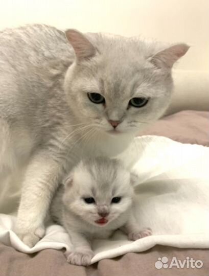 Британские серебристые котята