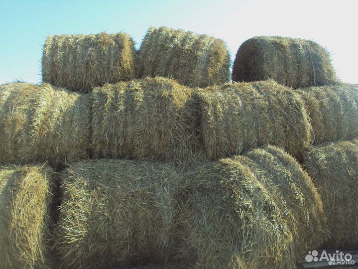 Луговое сено 10 тюков больших на зиму