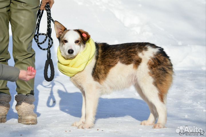 Лелик в добрые руки