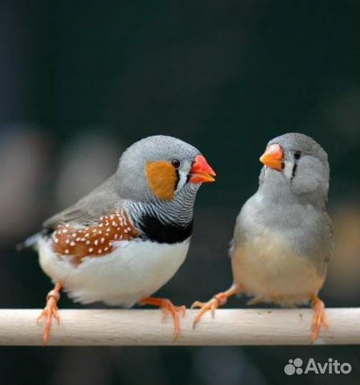 Зебровые амадины