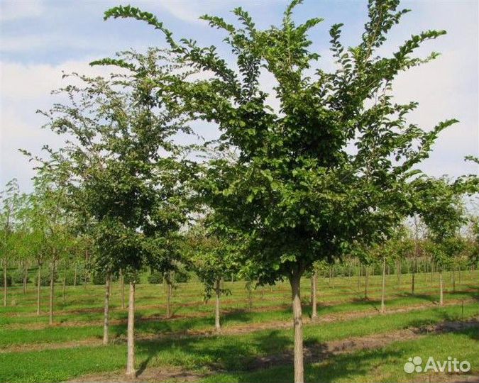 Саженцы деревьев и кустарников (Разные)