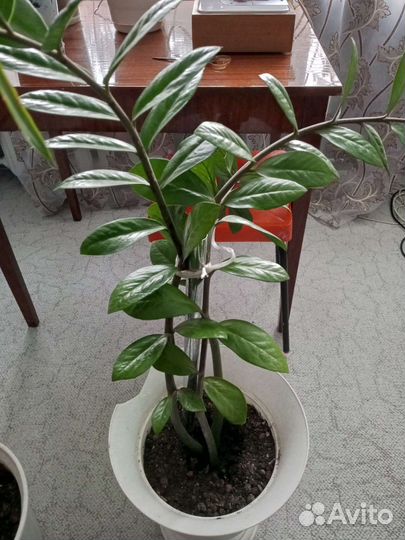 Замиокулькас