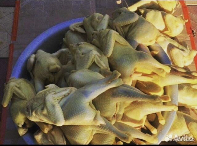 Куры мяса Домашные