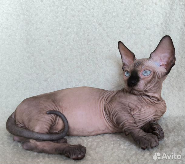 Малыш Бамбино