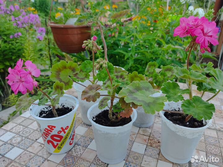 Пеларгония герань