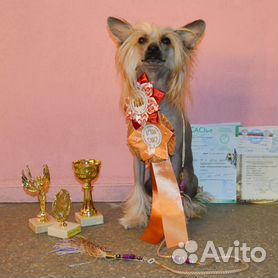 chinese crested dog