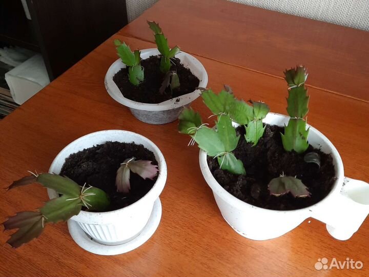 Алоэ (столетник), толстянка, декабрист и др