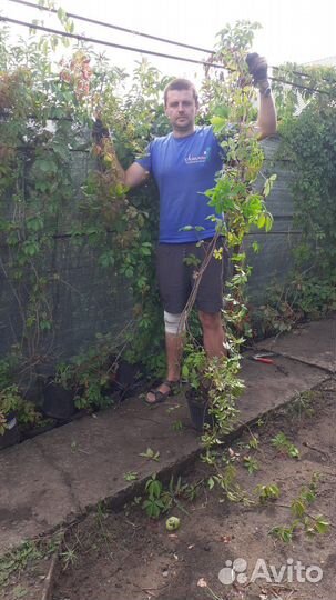 Саженцы девичий виноград