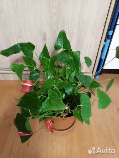 Антуриум красныйТорг(много отростков )