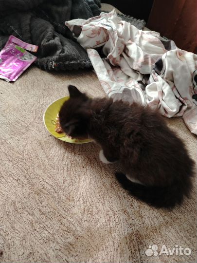 В добрые руки