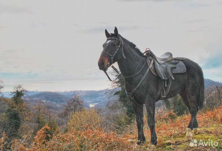 Продажа лошадей