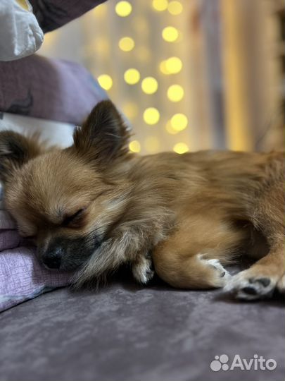 Вязка помчи