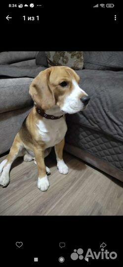 Щенки бигль