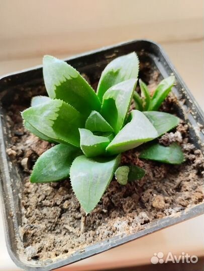 Хавортия трунката